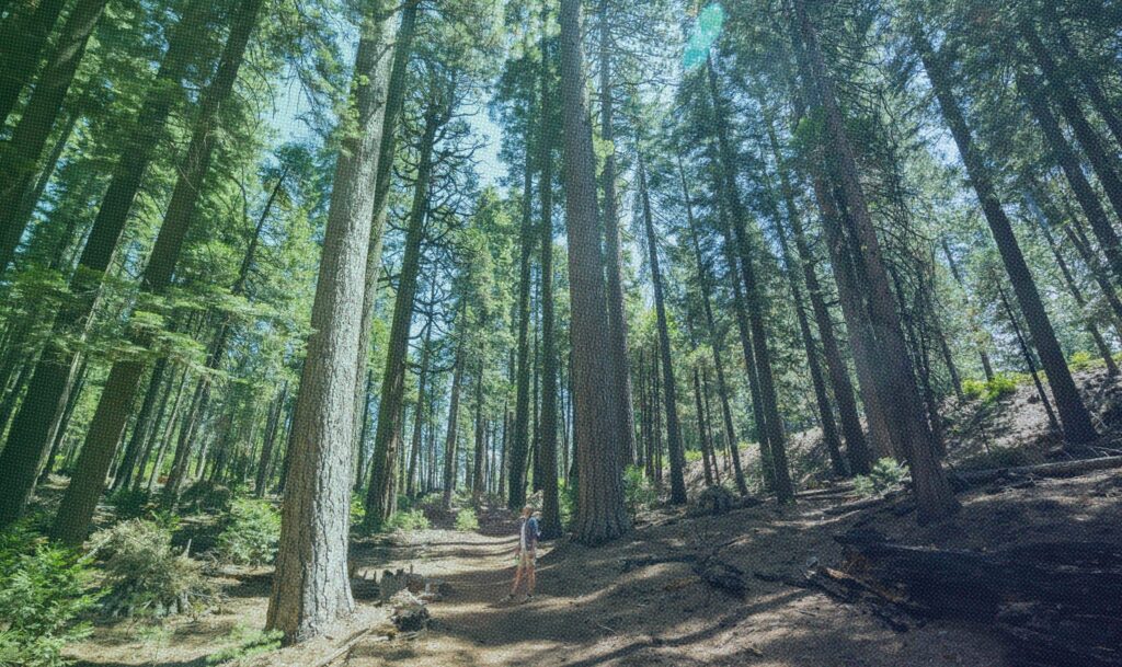 Man hiking though a forested area with tall trees.