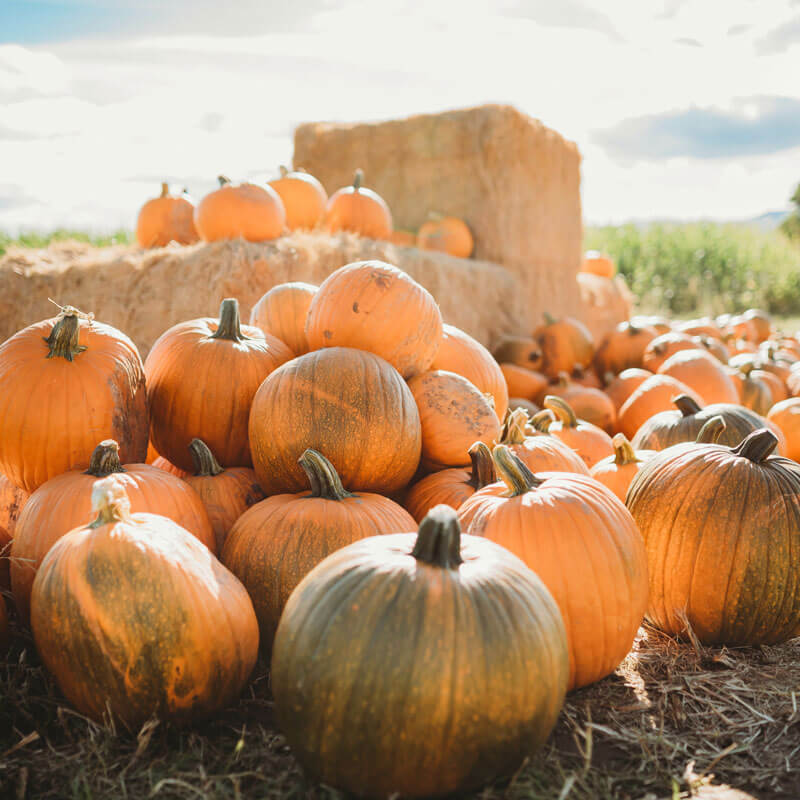 Green Bluff Harvest Festival