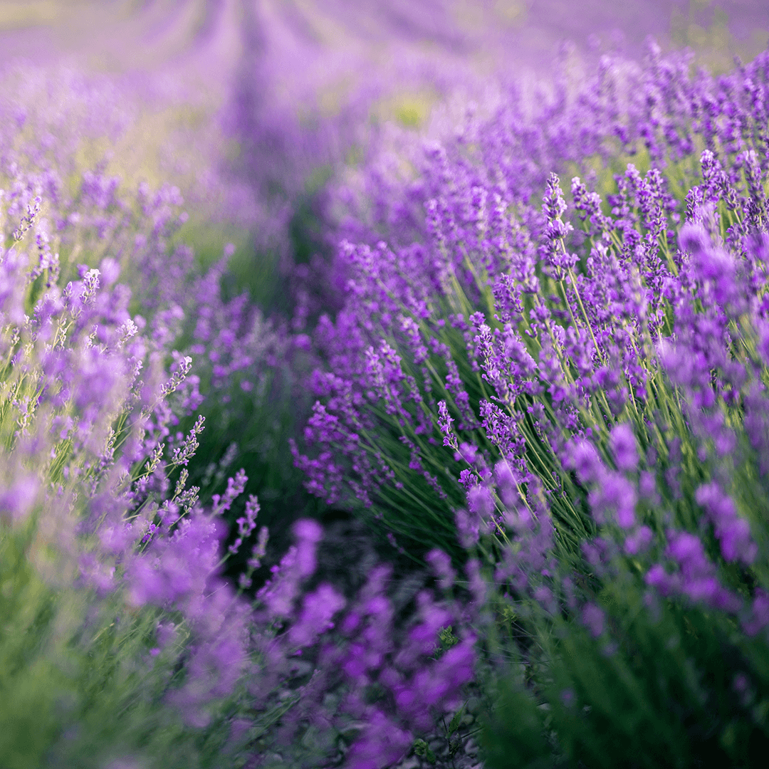 Evening Light Lavender Festival