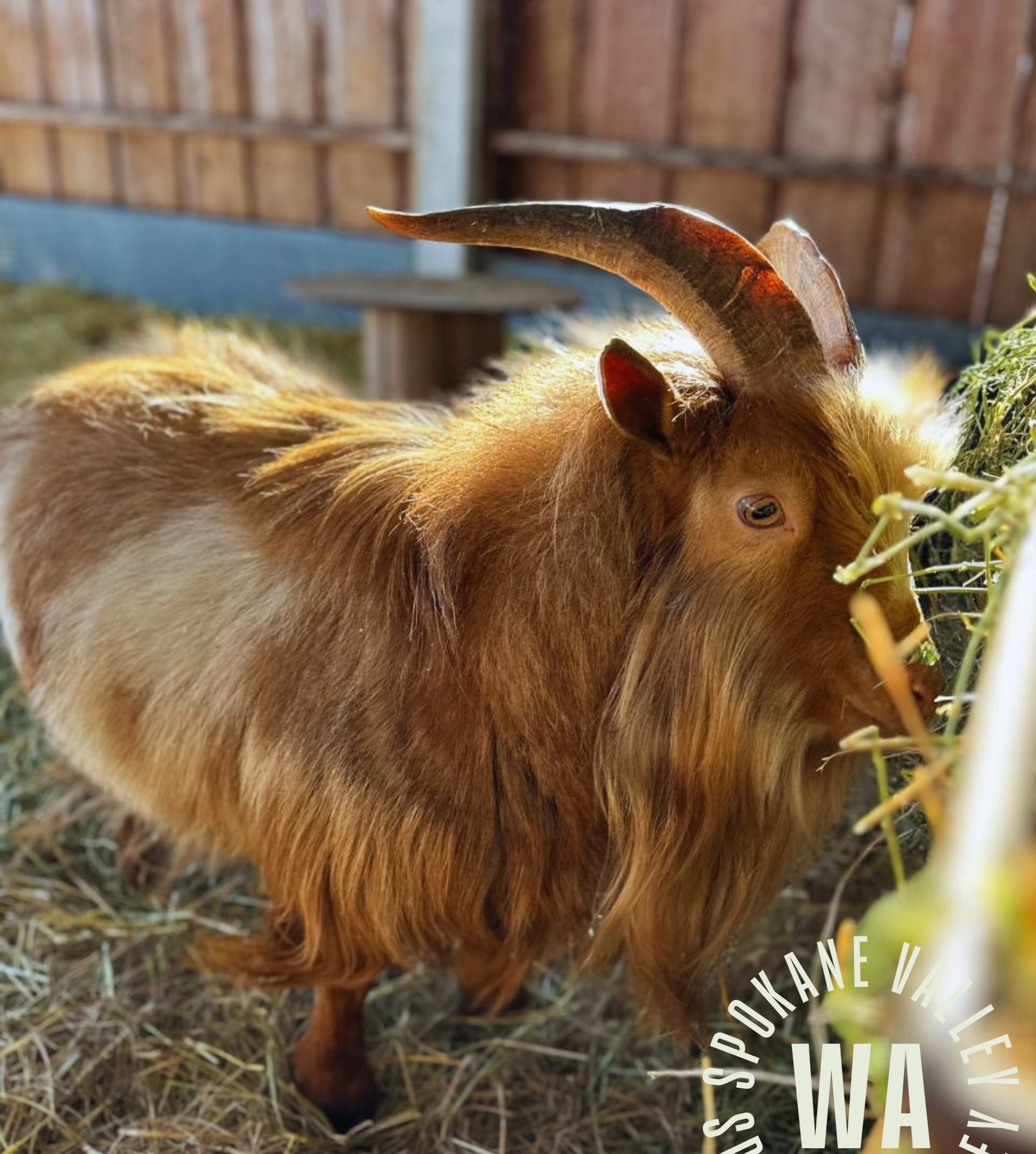 FROM RIDES TO RIBBONS: ENJOY THE BEST OF SPOKANE COUNTY INTERSTATE FAIR